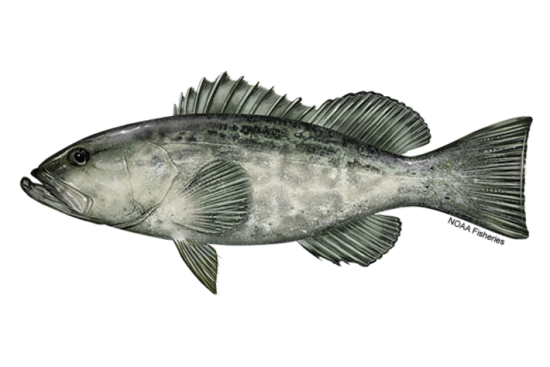 Black grouper, representative of the grouper family