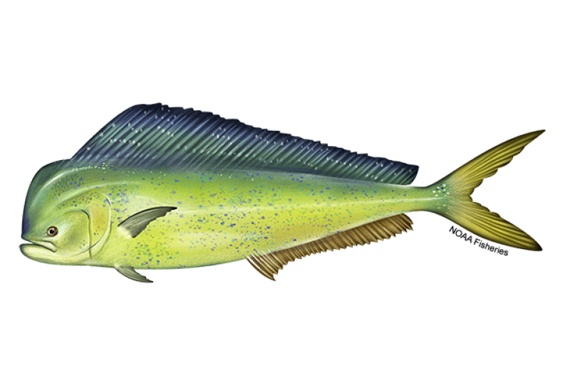 Mahi mahi illustration