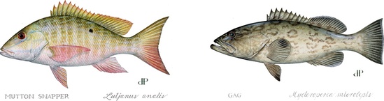 Mutton snapper illustration