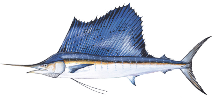 Sailfish illustration