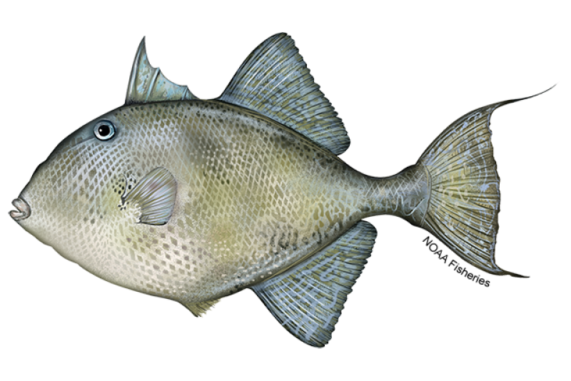 Gray triggerfish, representative of triggerfish