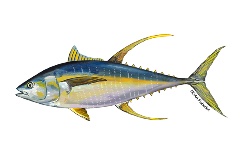 Yellowfin tuna illustration