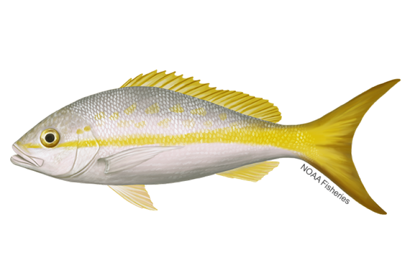 Yellowtail snapper illustration